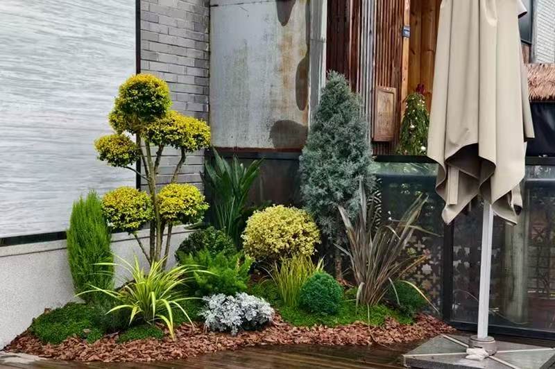 西安芬芳园艺为中铁西安中心养护室外绿植