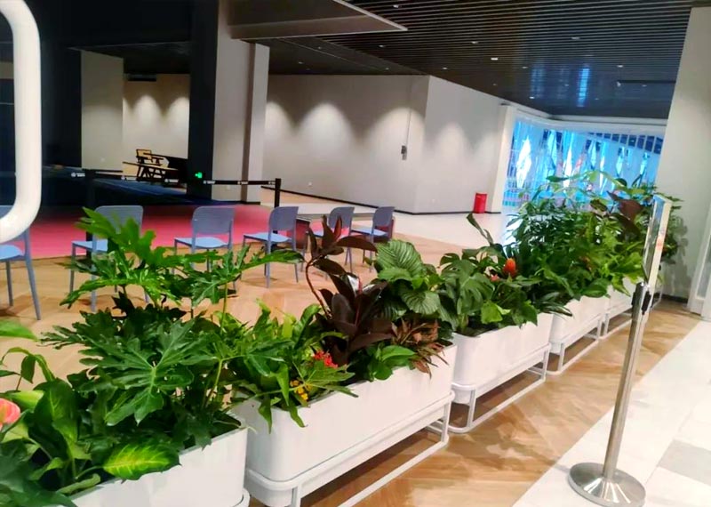 价格走势与竞争格局：西安冬季绿植租赁市场透视