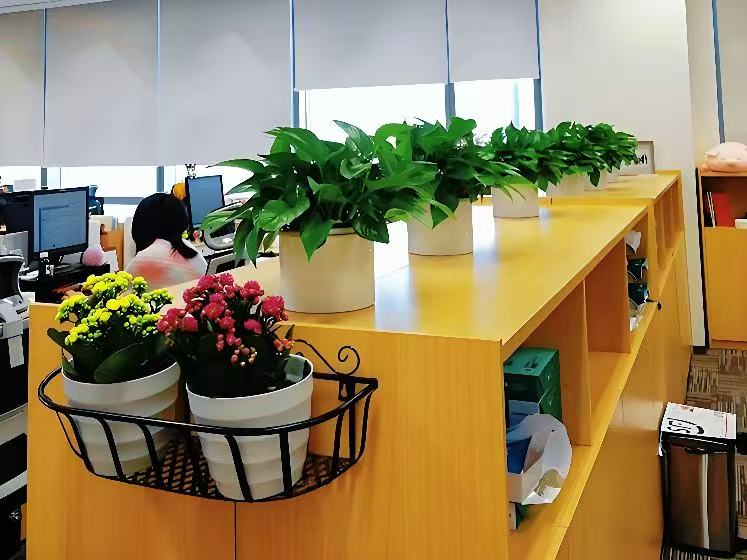 西安芬芳园艺，专业养护与极致服务体验