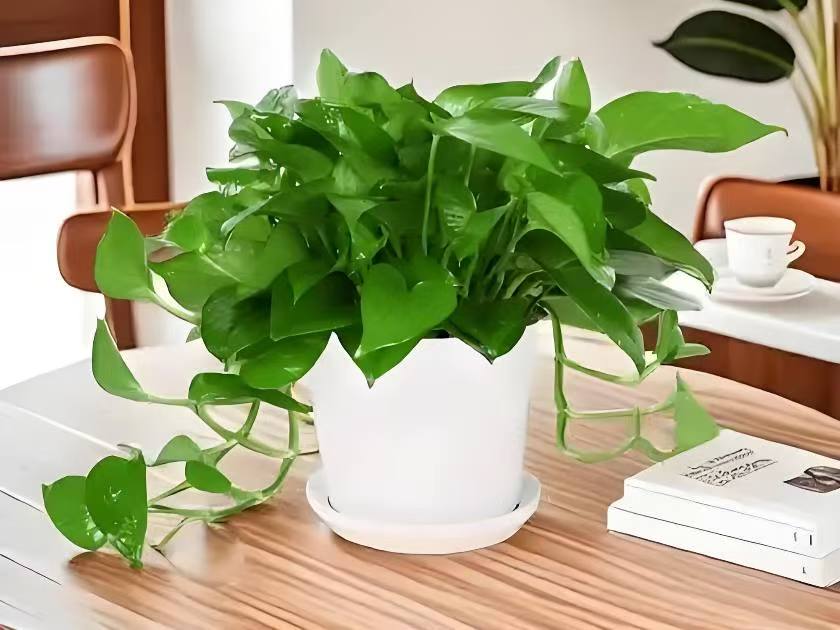 绿萝吊兰养护方法